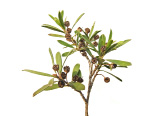 Kunzea ambigua